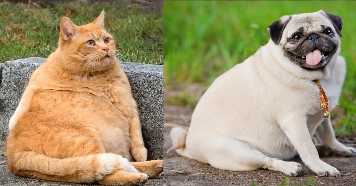 Orange cat and pug sitting side by side outdoors on a stone wall, both facing the camera.