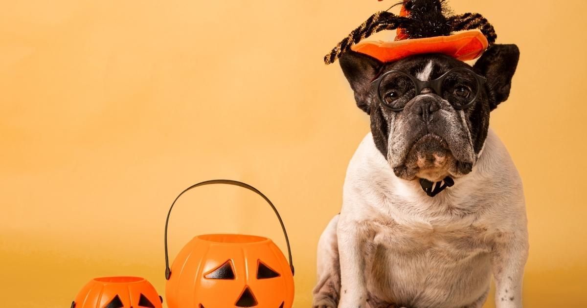Dog in witch hat sits near pumpkin-shaped candy buckets on an orange background.