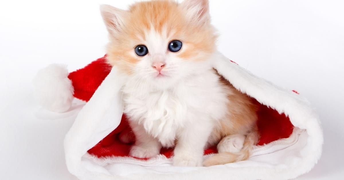 Kitten in Santa hat, orange and white fur, blue eyes, white background.