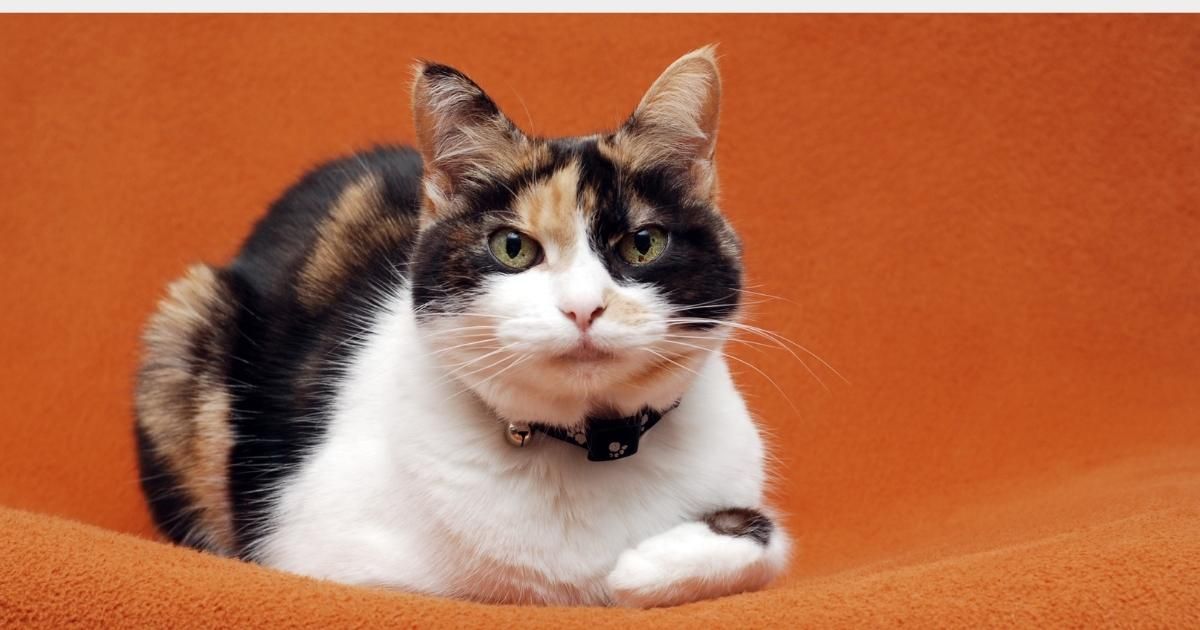 Calico cat lying on an orange couch, looking at the camera.