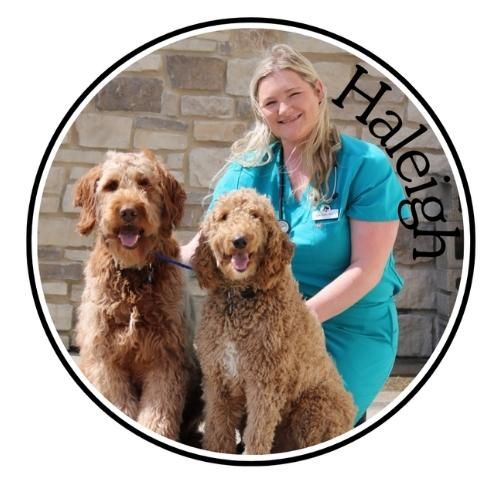 Woman with two curly-coated dogs against a stone wall, with the name