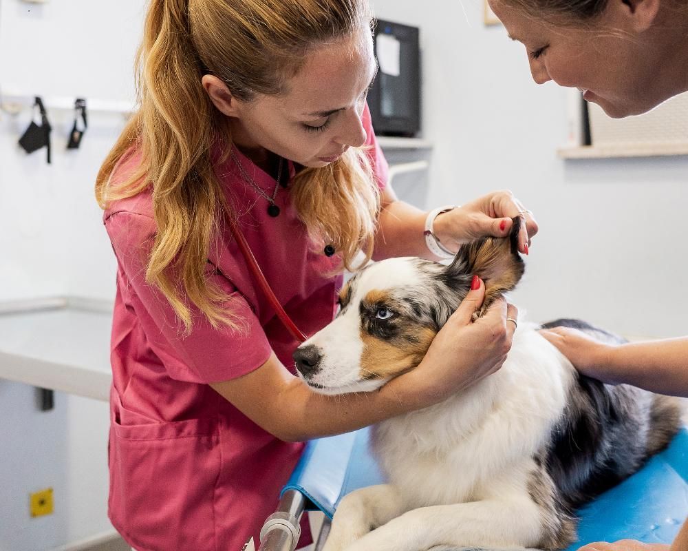 veterinarian giving dog an exam