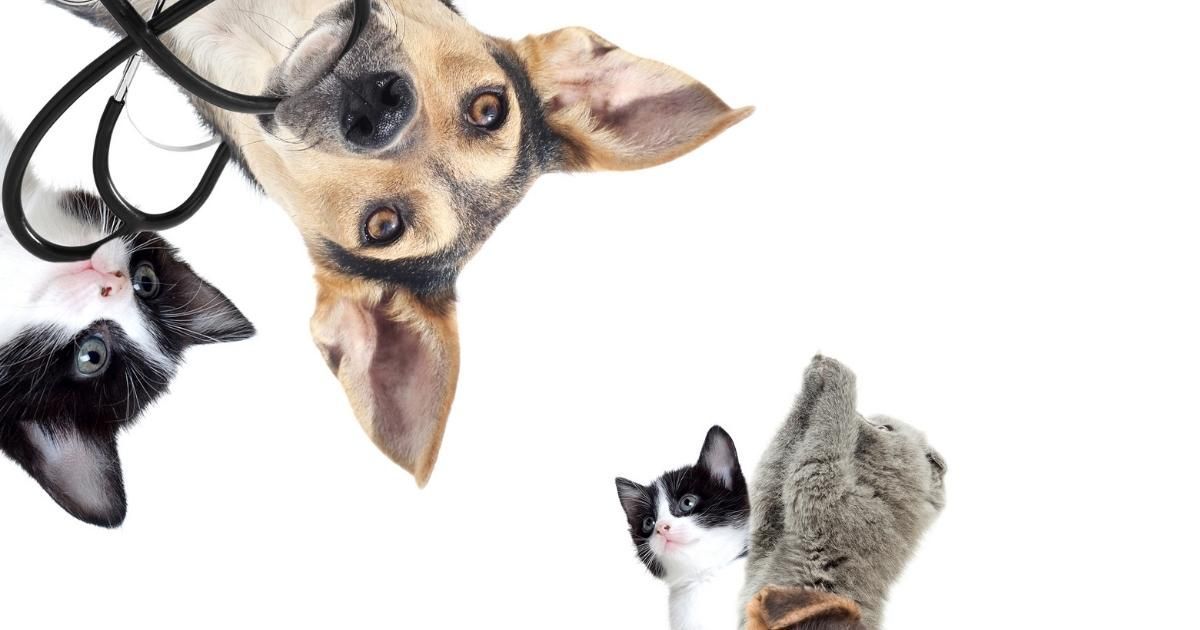 Three upside-down dogs and one black-and-white cat on a white background