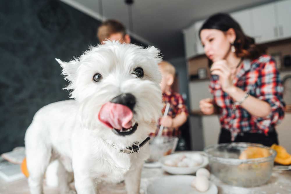 White dog licking its lips in a kitchen. People baking in the background.