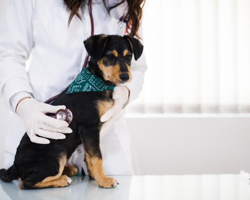 Puppy at their first vet visit