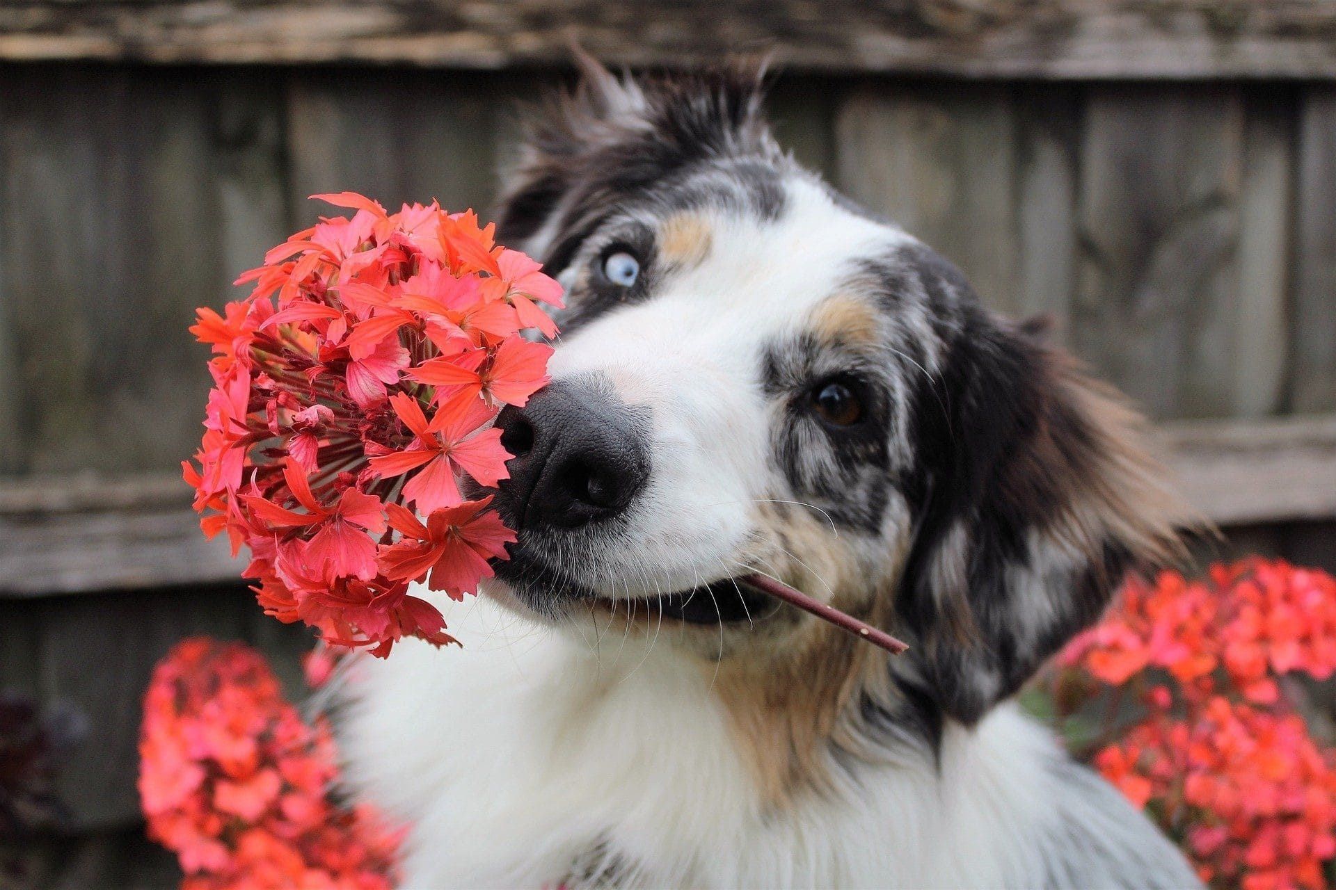 Australian Shepherd holding red flowers and a stick, looking at the viewer.