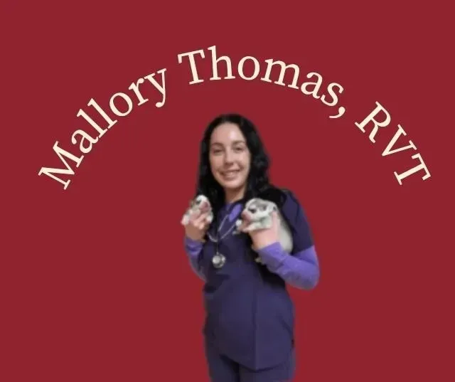 Mallory Thomas, RVT, holding two chinchillas, smiling, wearing scrubs, set against a red background.