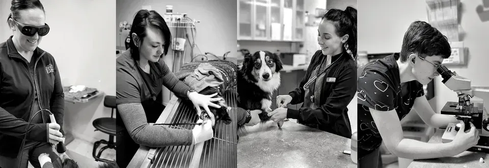 Veterinary staff treating animals in a clinic: laser treatment, examining, dog care, microscope use.