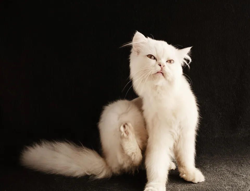 White Persian cat scratching itself, set against a dark background.