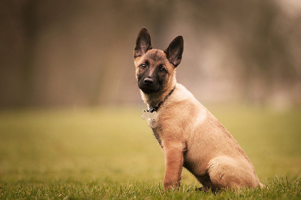 A tan Belgian Malinois puppy sits on green grass, looking toward the camera.