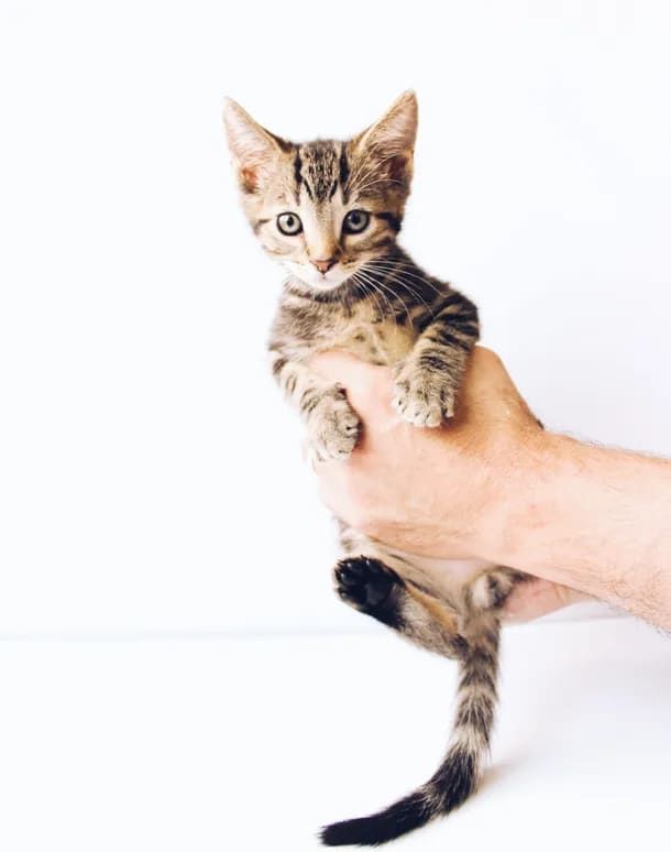 Small tabby kitten held in hand against white background.