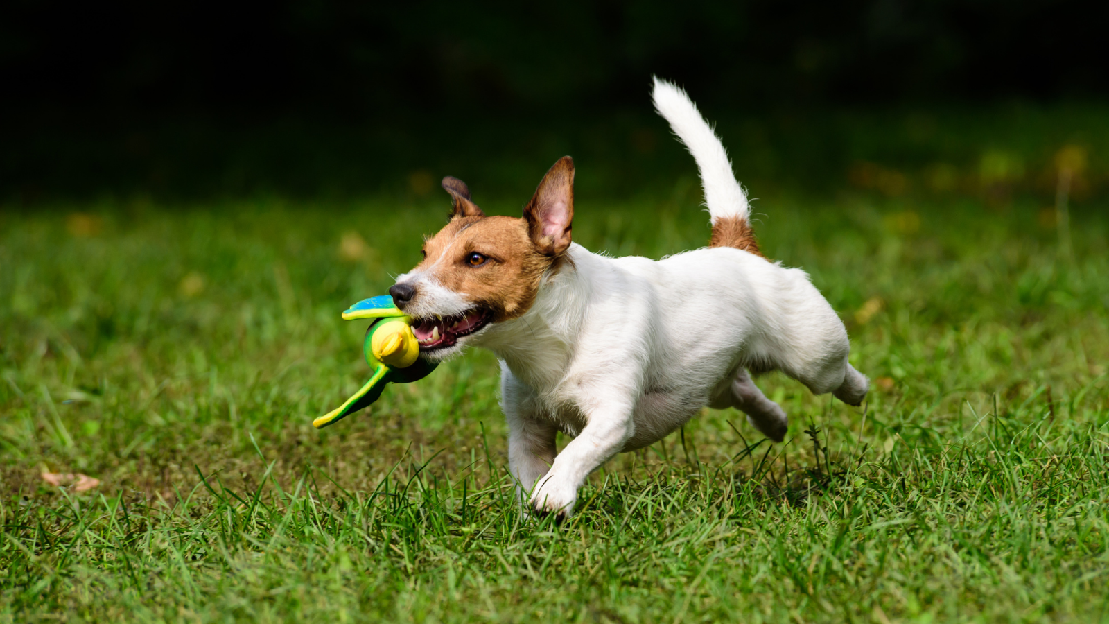 Jack Russell Terrier running in grass, holding green toy. Brown and white coat, happy expression.