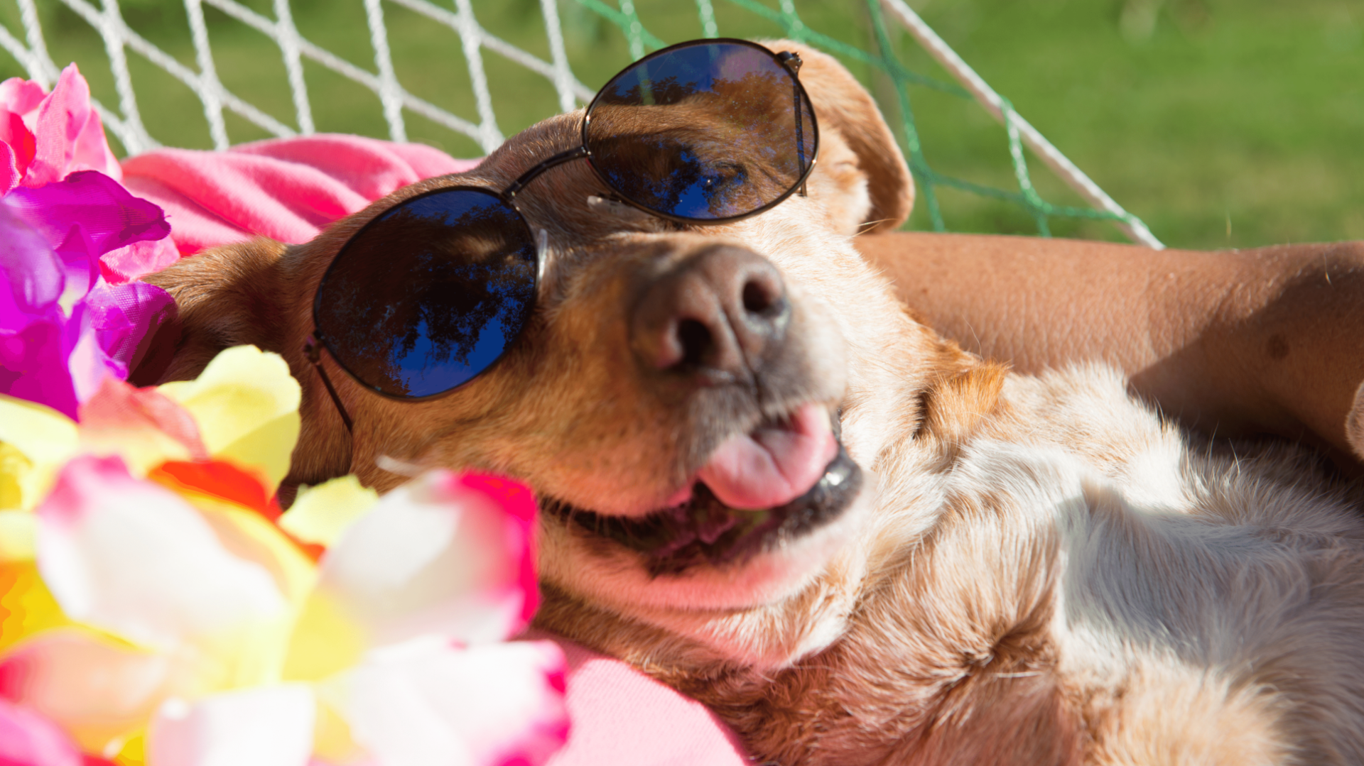 Dog in sunglasses relaxes in a hammock, tongue out with pink and purple flowers.