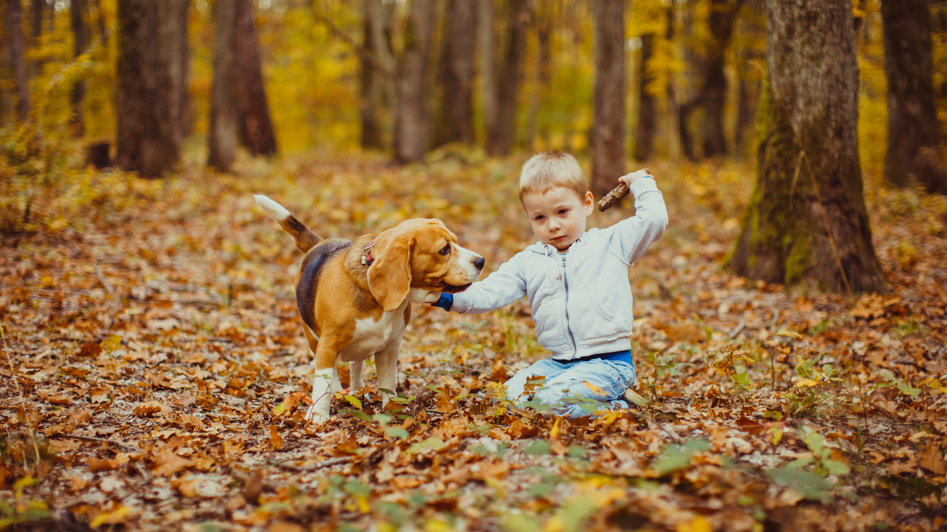 Boy and beagle dog playing with a stick in a forest full of autumn leaves.