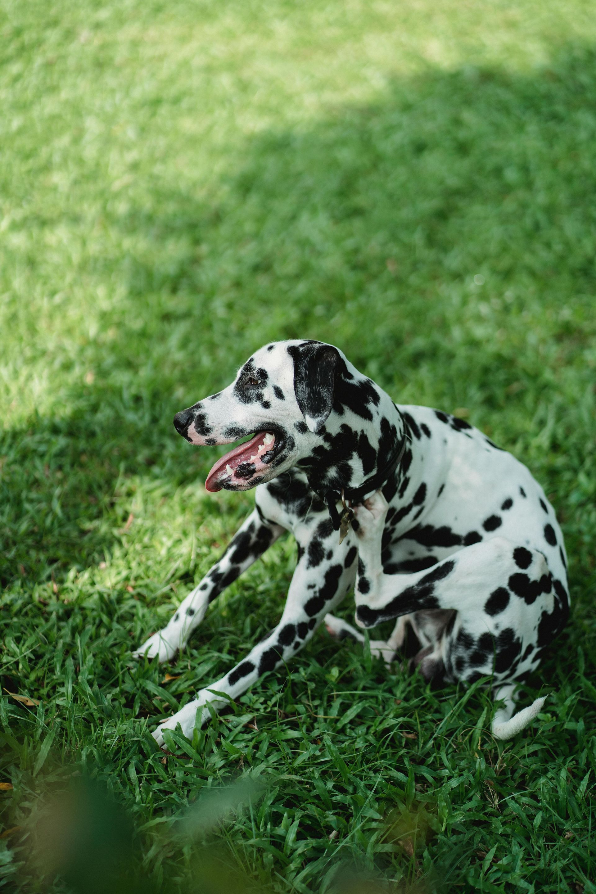 Dalmatian dog sitting on green grass, scratching itself with its hind leg. Black spots, open mouth.