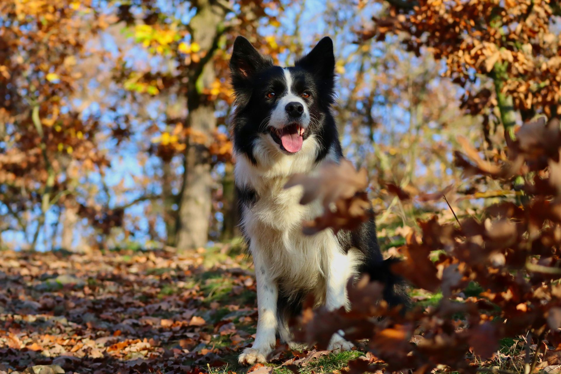 Black and white Border Collie sits among fall leaves, tongue out, in a forest setting.