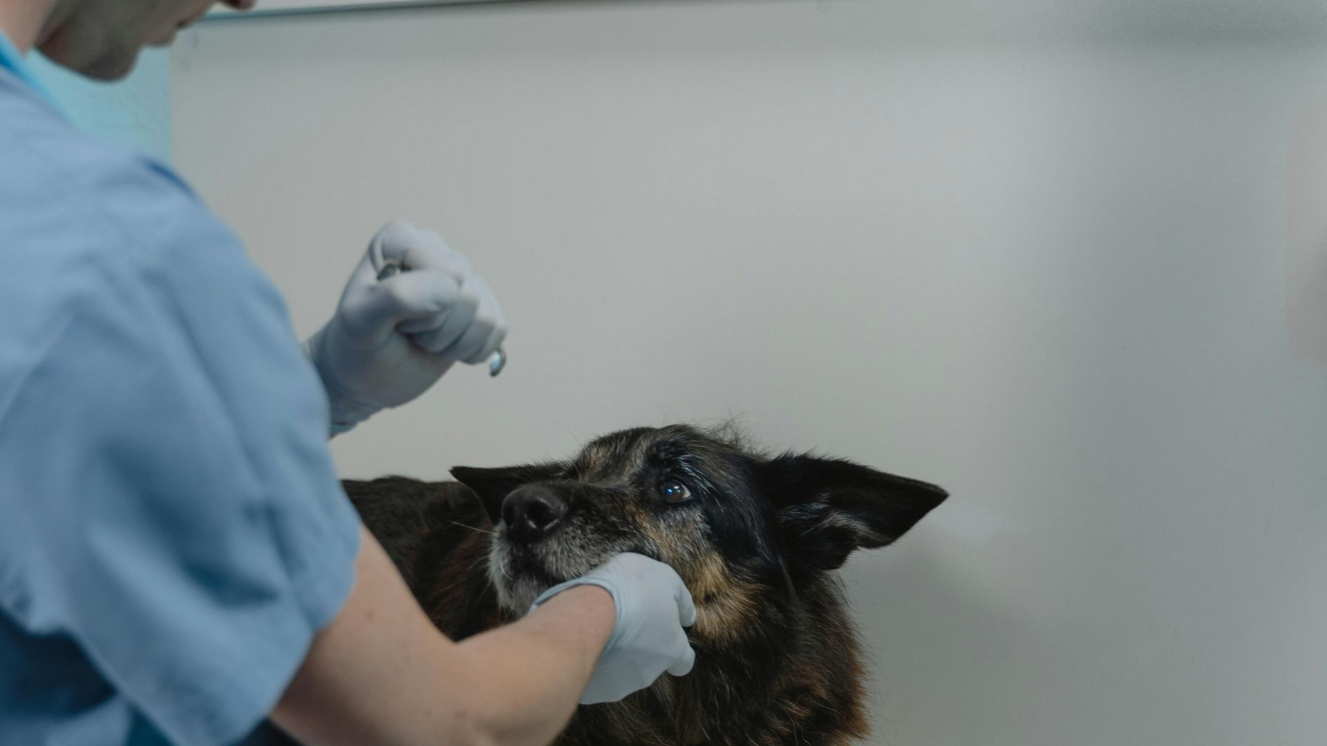 cost of vet Vet examining a dark-colored dog's mouth. The vet wears gloves and scrubs in a white-walled room.