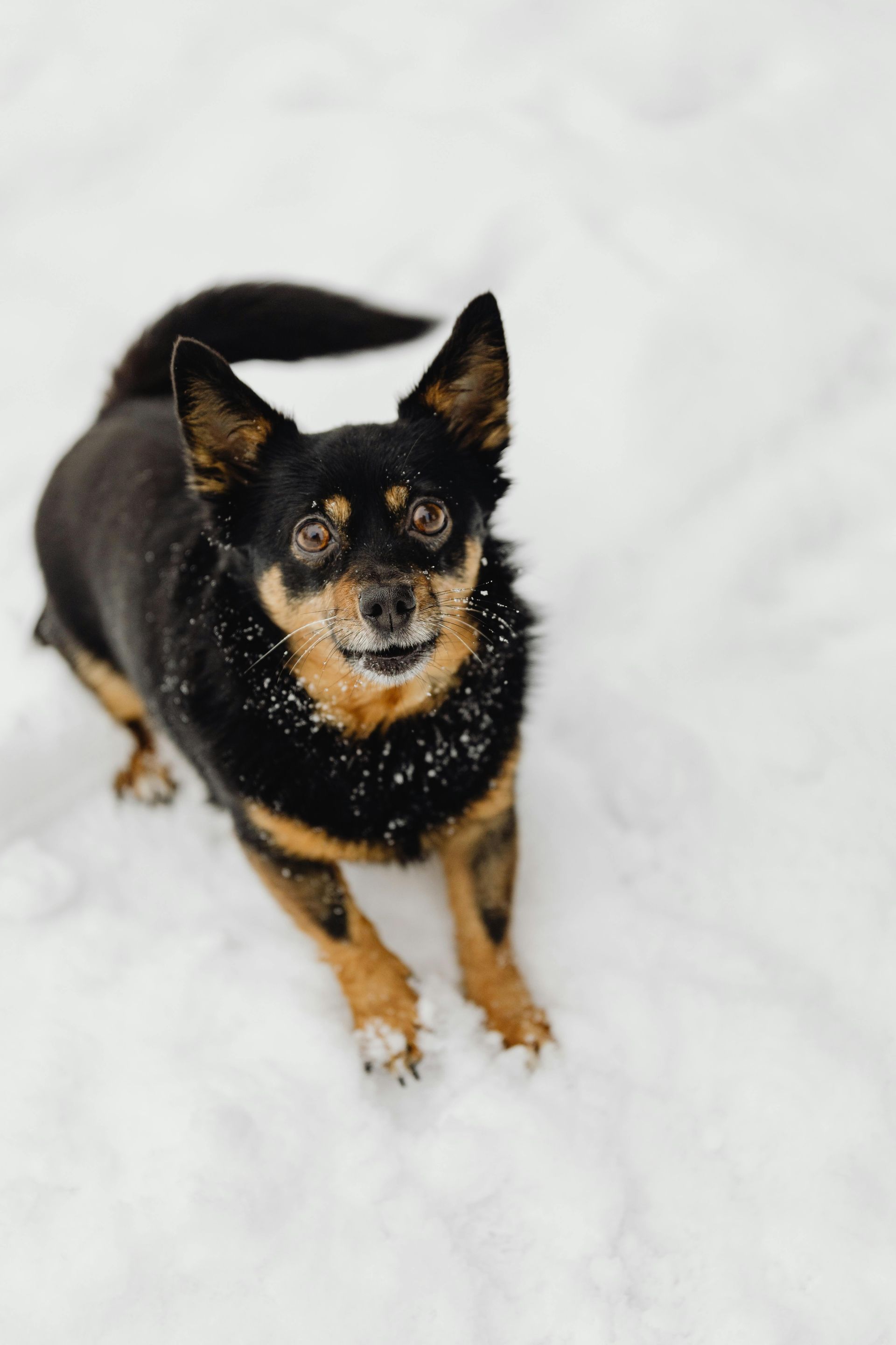 Black and tan dog in snow, looking up. Face covered in snow, happy expression.