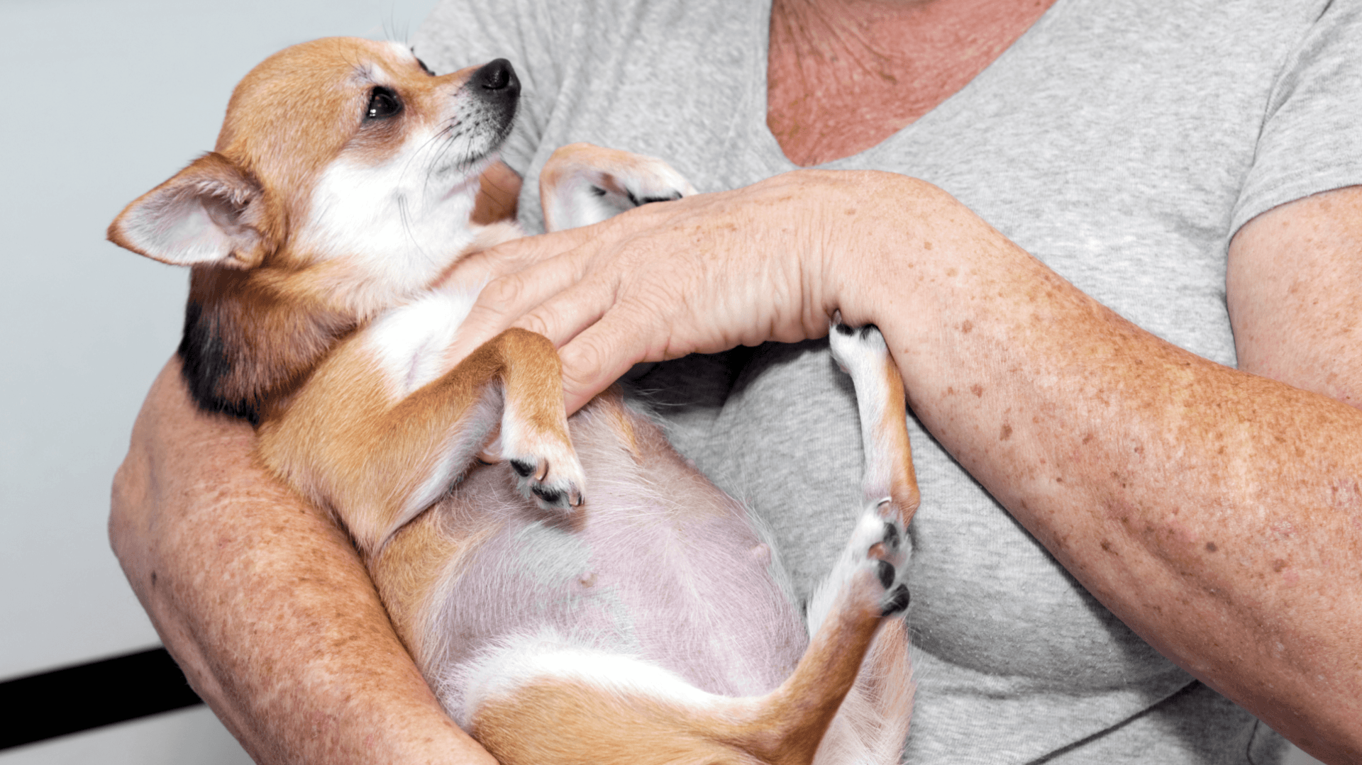 Brown Chihuahua being held in someone's arms, looking up, indoors.