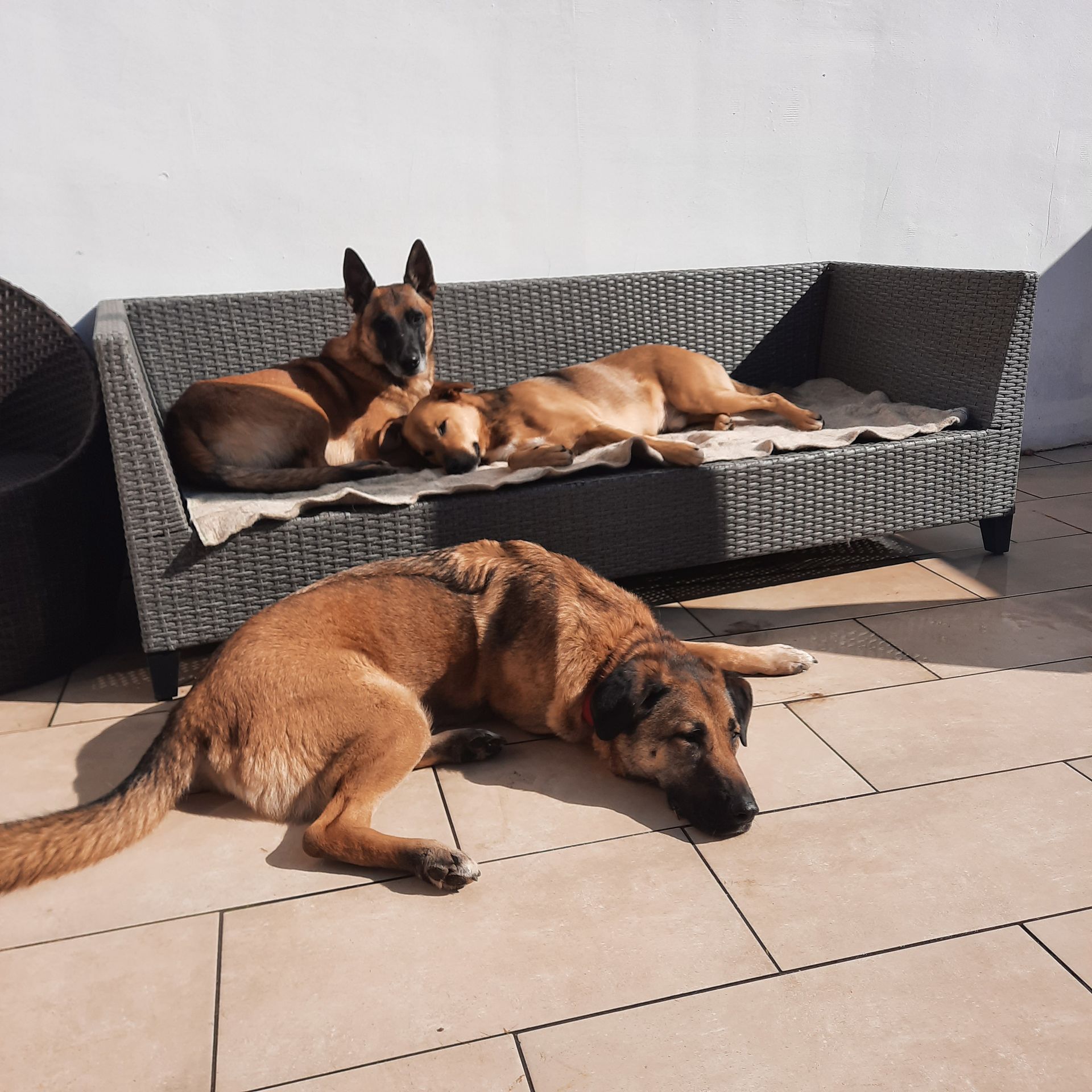 Hunde