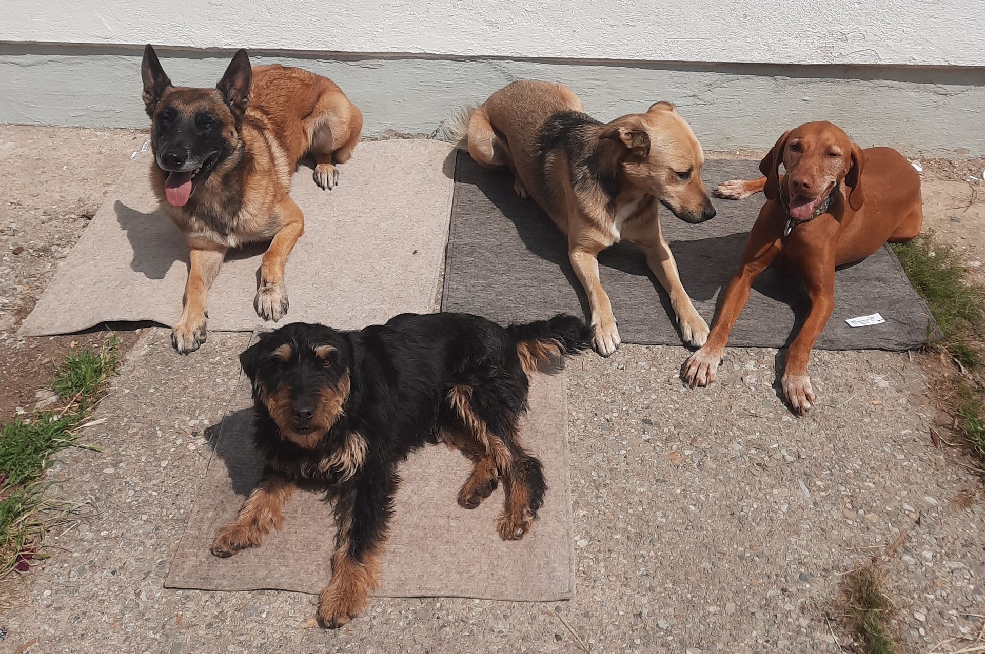 Hundepension Hundehütte