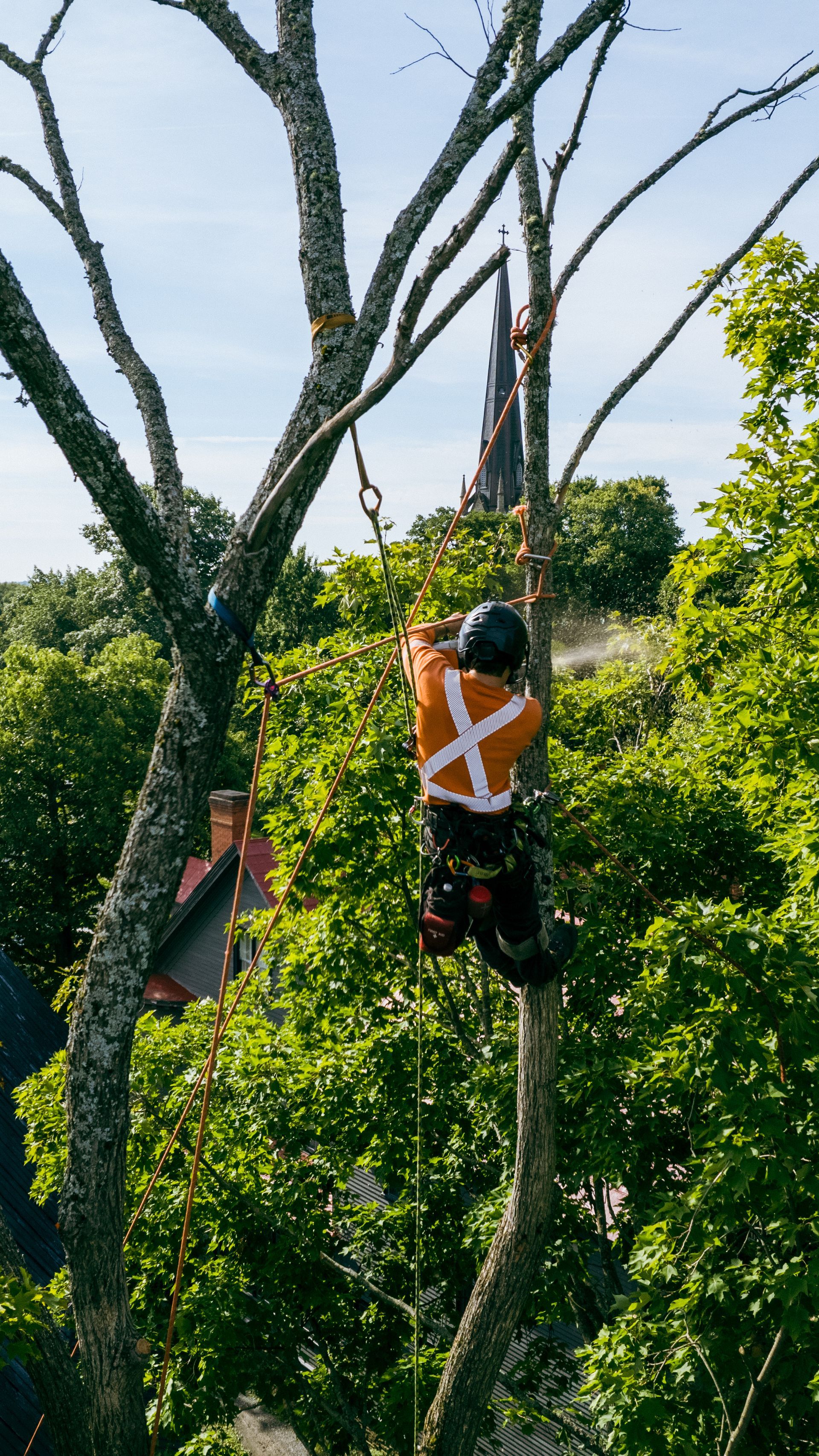 A man is climbing a tree with a chainsaw.