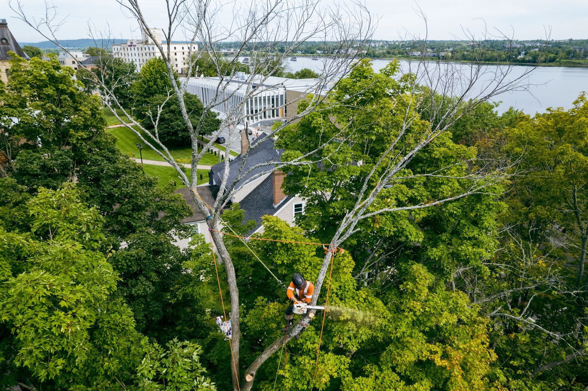 An aerial view of a man cutting a tree with a chainsaw.