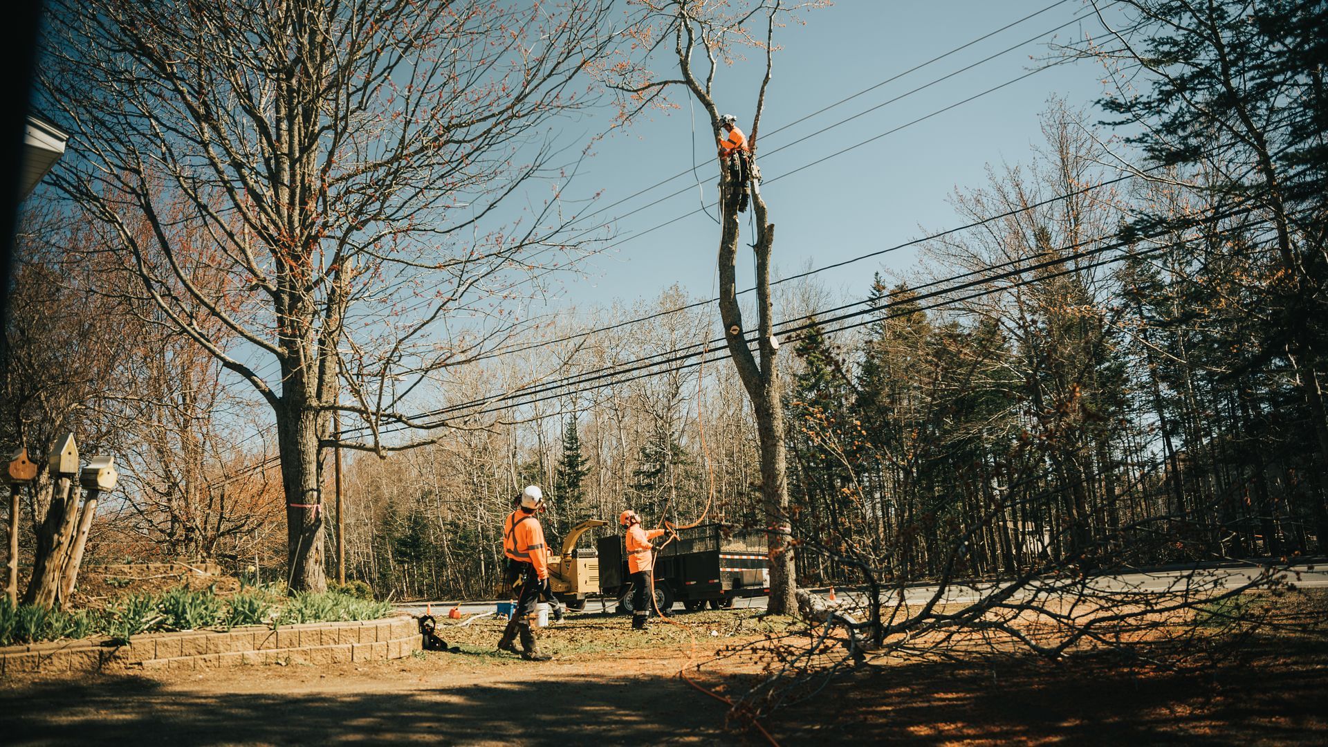 A group of men are cutting down a tree.