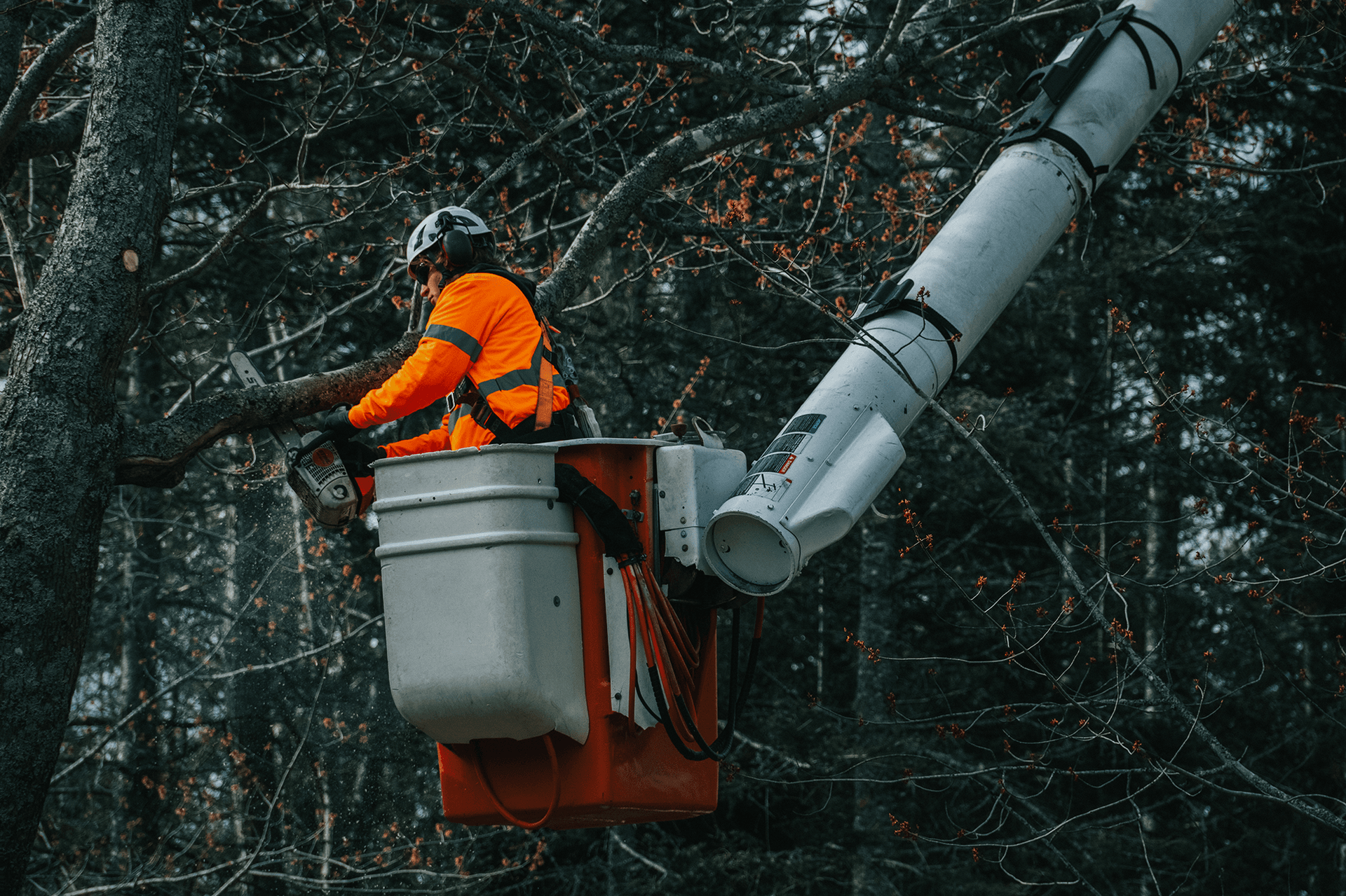 A man is sitting in a bucket on a crane cutting a tree.