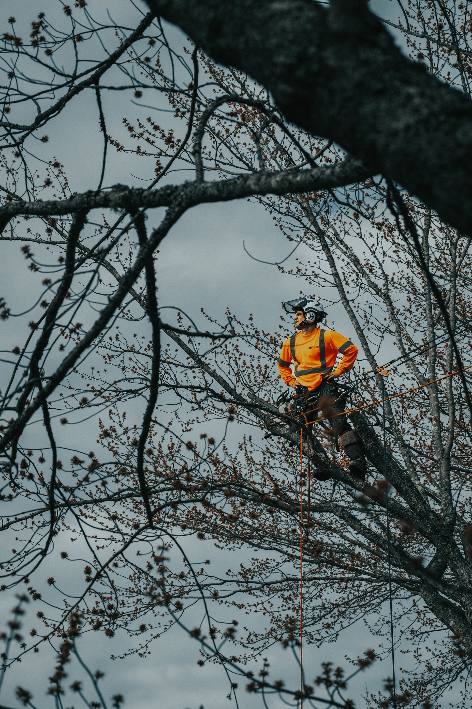A man is climbing a tree with a chainsaw.