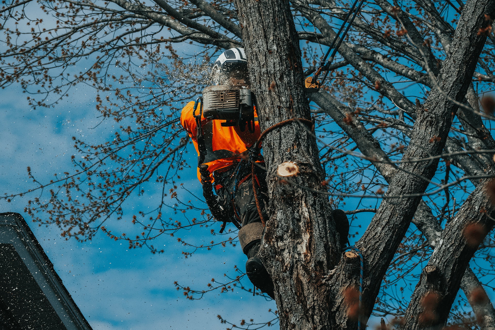 A man is climbing a tree with a chainsaw.