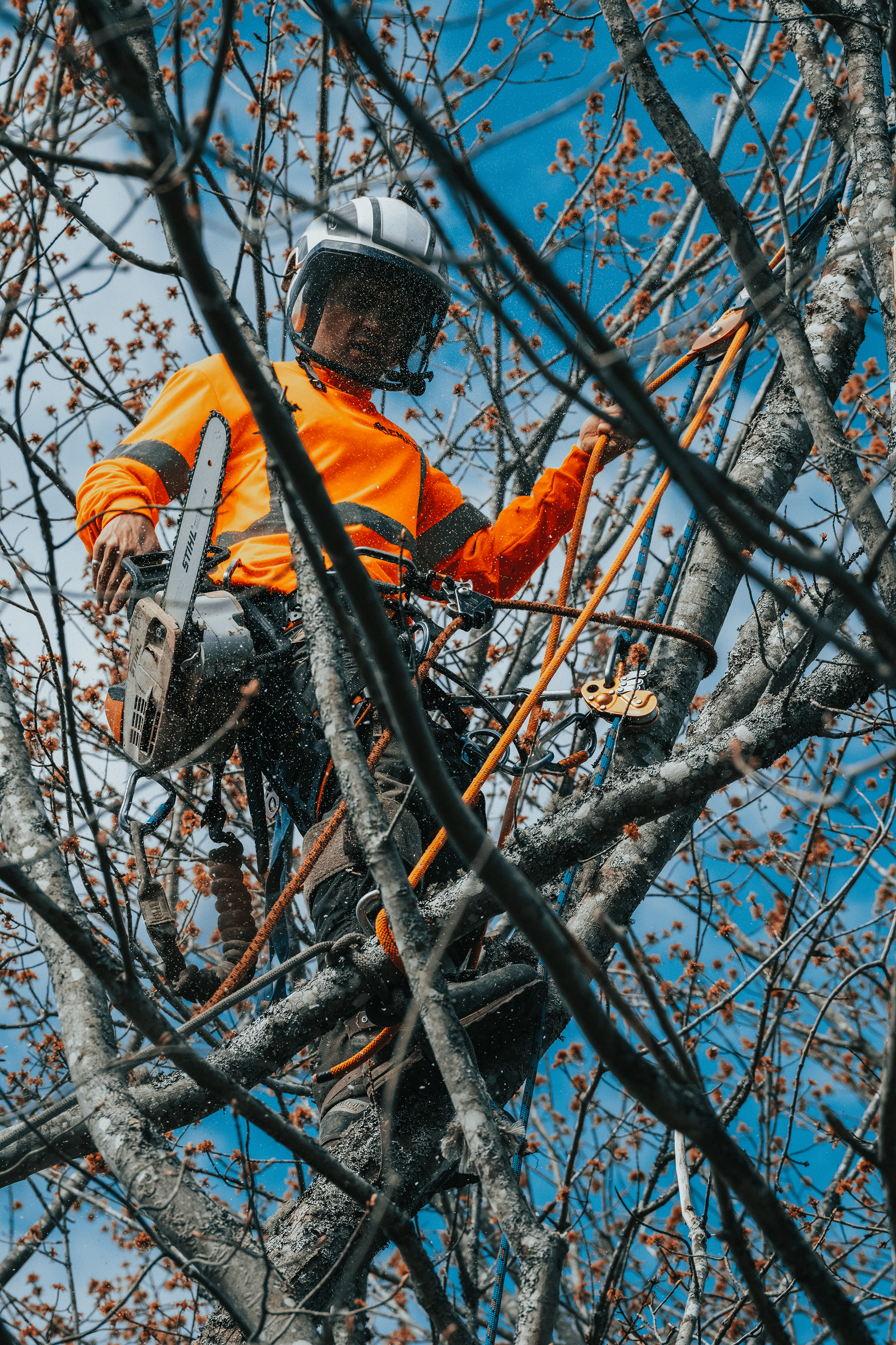 A man is cutting a tree with a chainsaw.