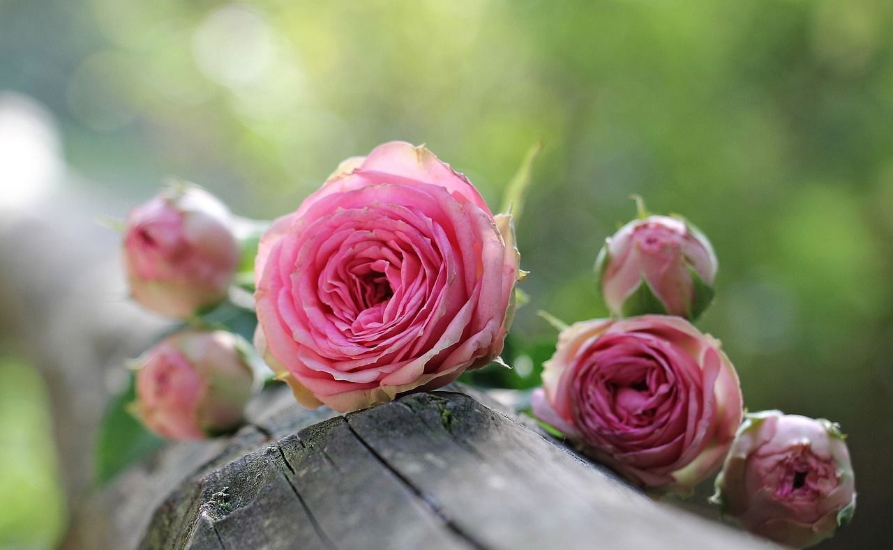 Cremation Services in Newtown Square, PA