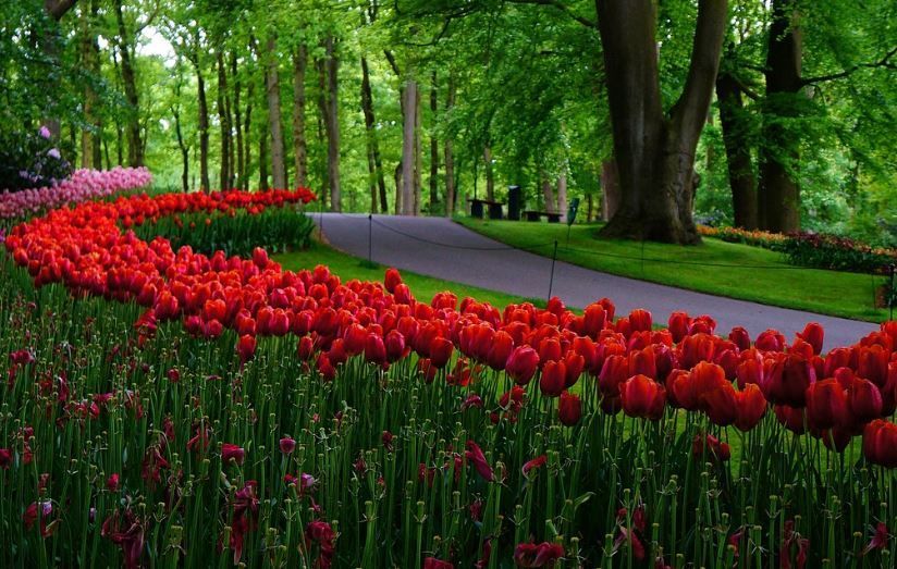 Red tulip beds along a park path under green trees, funeral homes Downingtown, PA