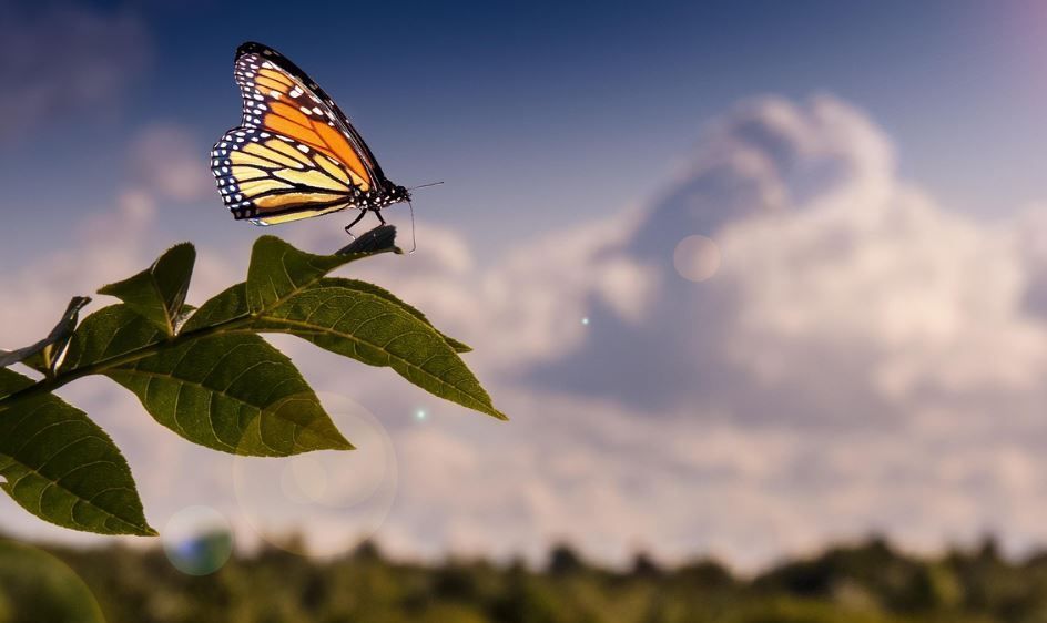 cremation services Newtown Square, PA