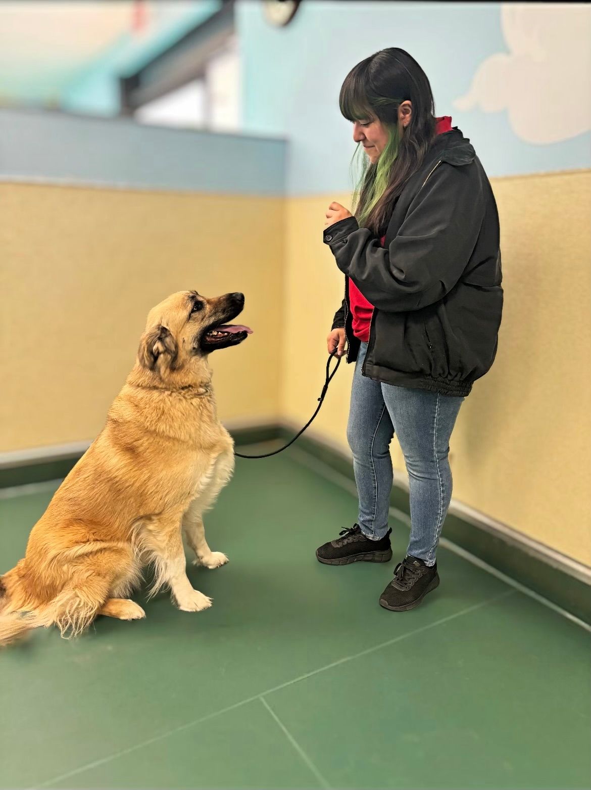 Memorial Crossing Pet Resort