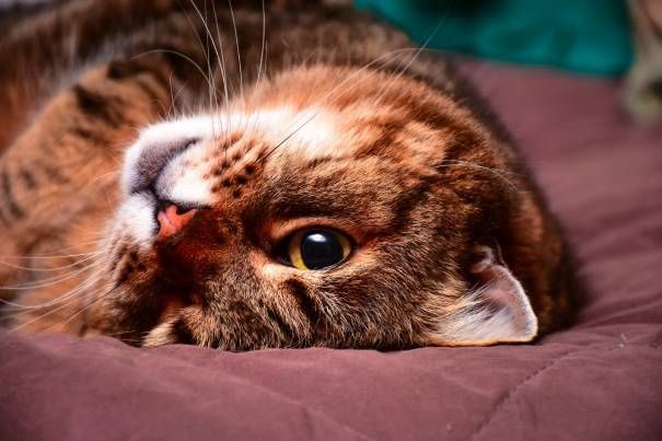 A close up of a cat laying on its back on a bed.