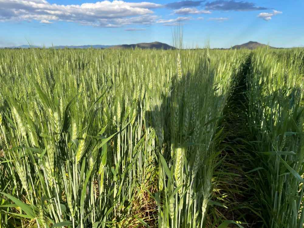 A Field Of Green Wheat With Mountains In The Background — TGT Pty Ltd in Mareeba, QLD
