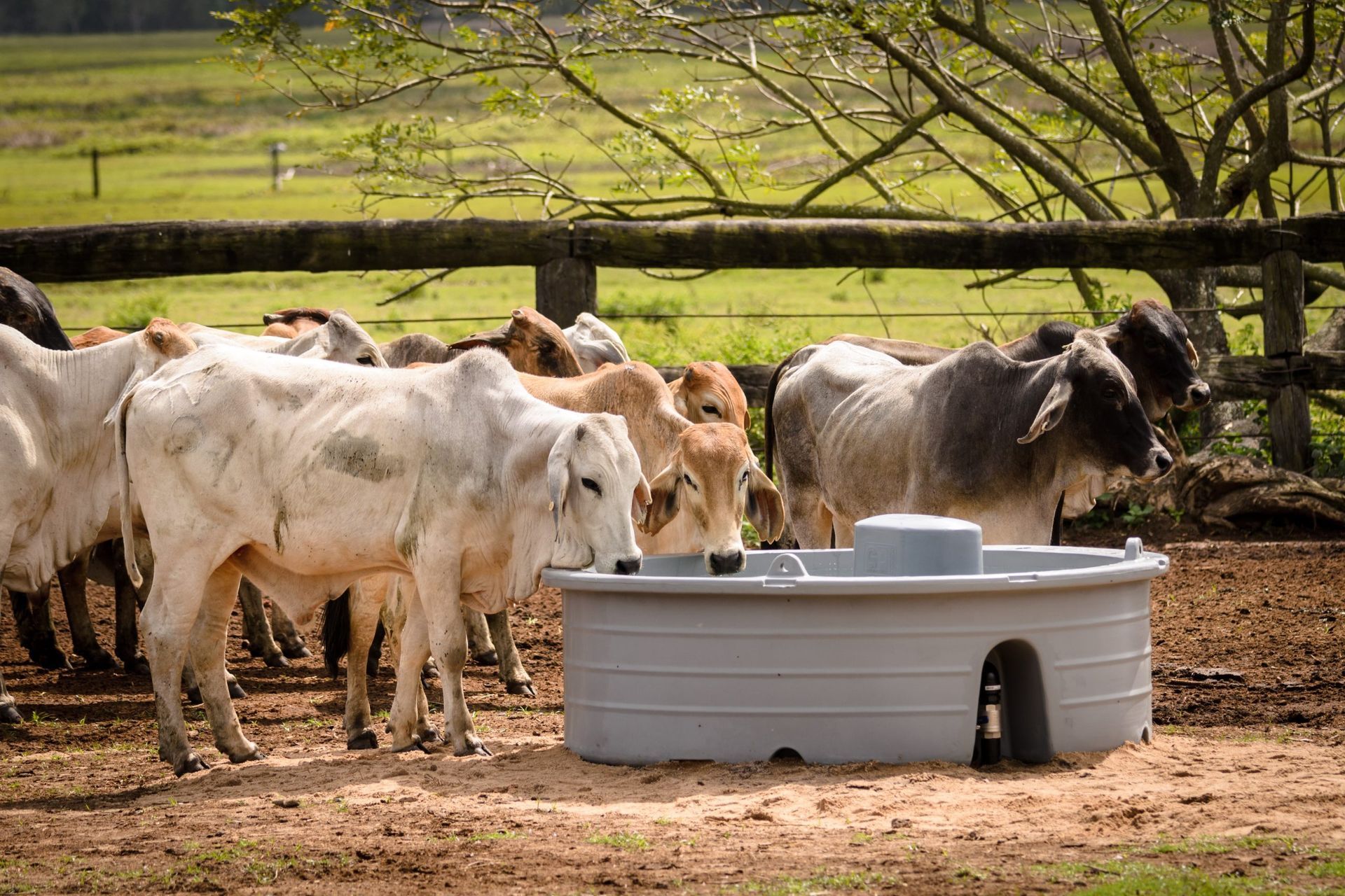 Cattle Water trough