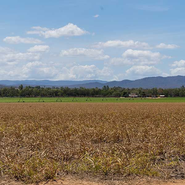 Agricultural Services