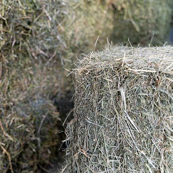 Fertilizers