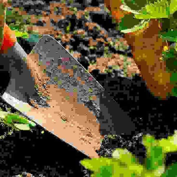 Horticultural Seeds