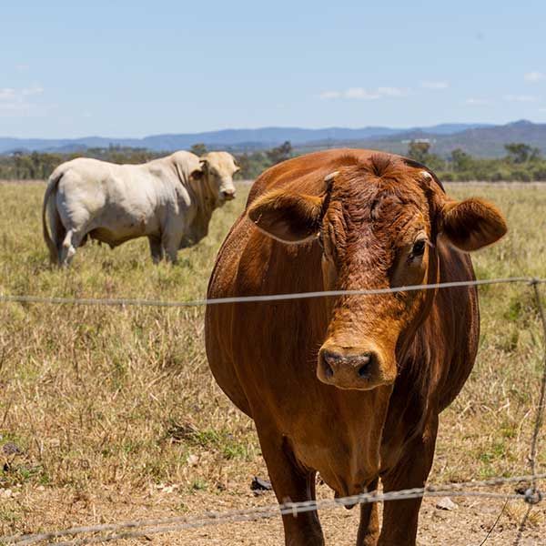 Livestock
