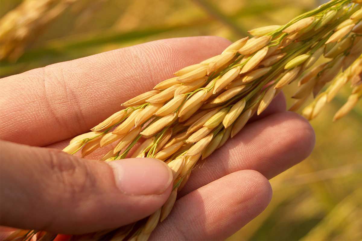 A Person Is Holding A Rice Plant In Their Hand — TGT Pty Ltd in Mareeba, QLD