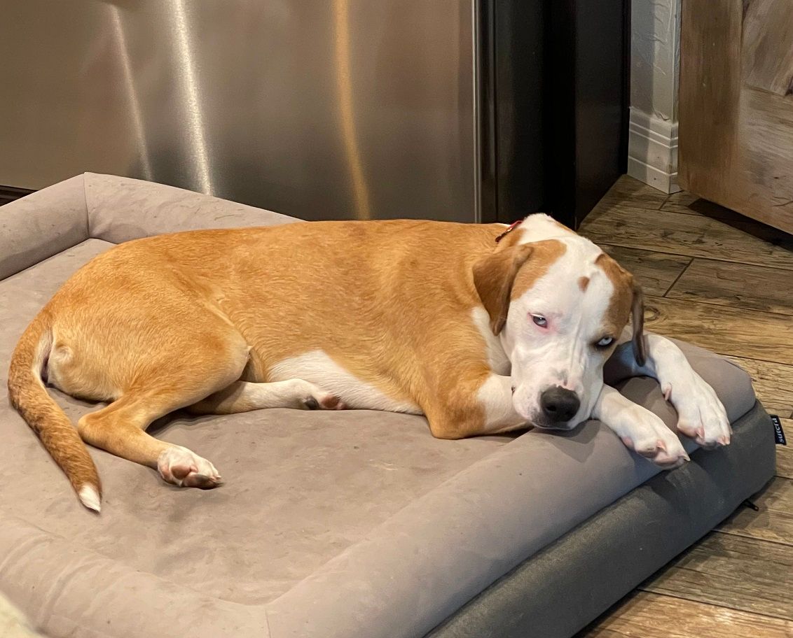 Picture of Julie Jones's dog