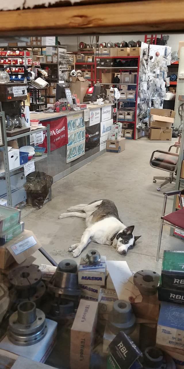A dog is laying on the floor of a store.