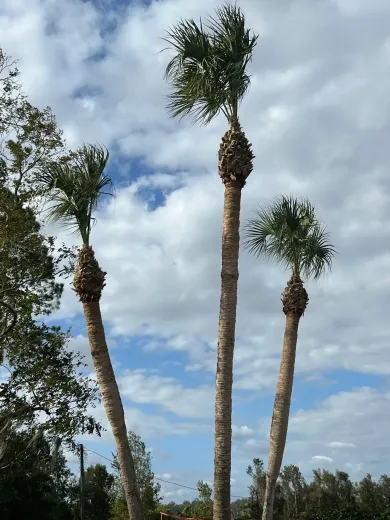 Three tall palm trees against a cloudy blue sky, with a leafy tree at left.