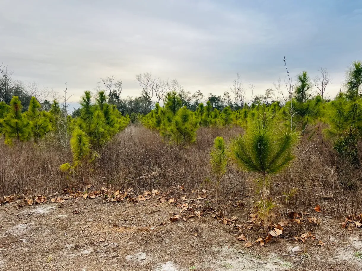 Open field with young green shrubs and bare brush under a cloudy sky
