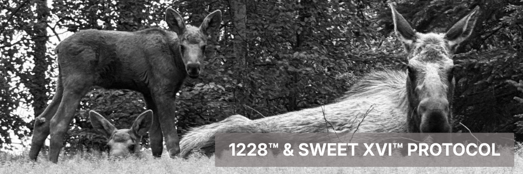 A white horse and a dark cow stand in a grassy field; text reads “1228th & SWEET XVI PROTOCOL.”