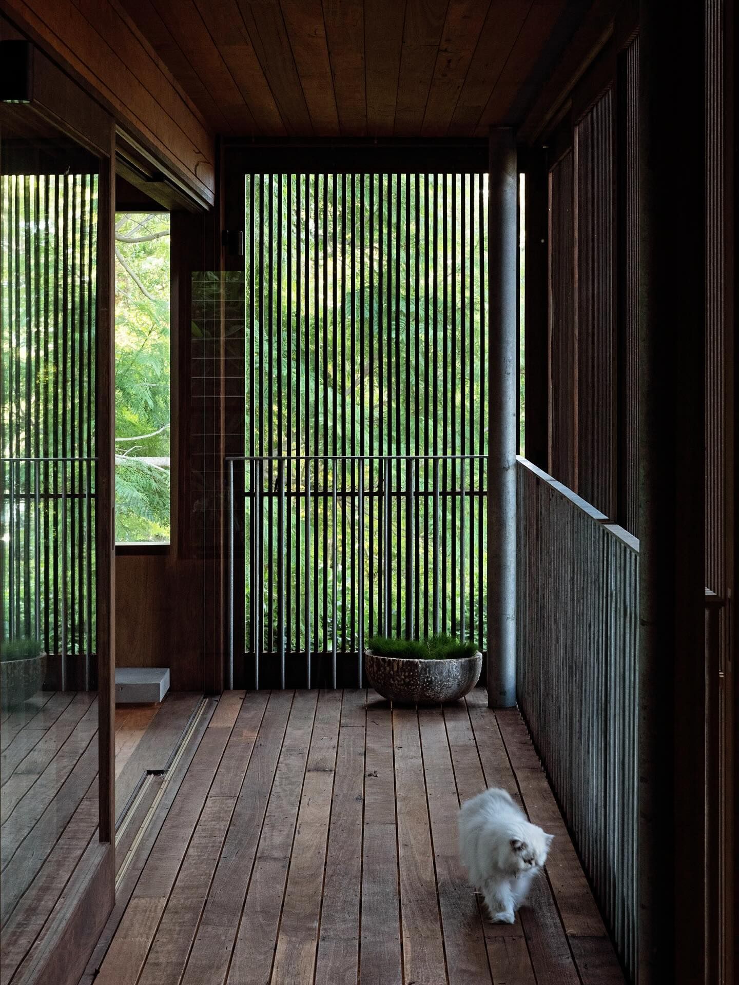 Small White Dog Walking on A Wooden Porch with Green Slatted Walls and Forest View — Fineworx Joinery in Nambucca Heads, NSW
